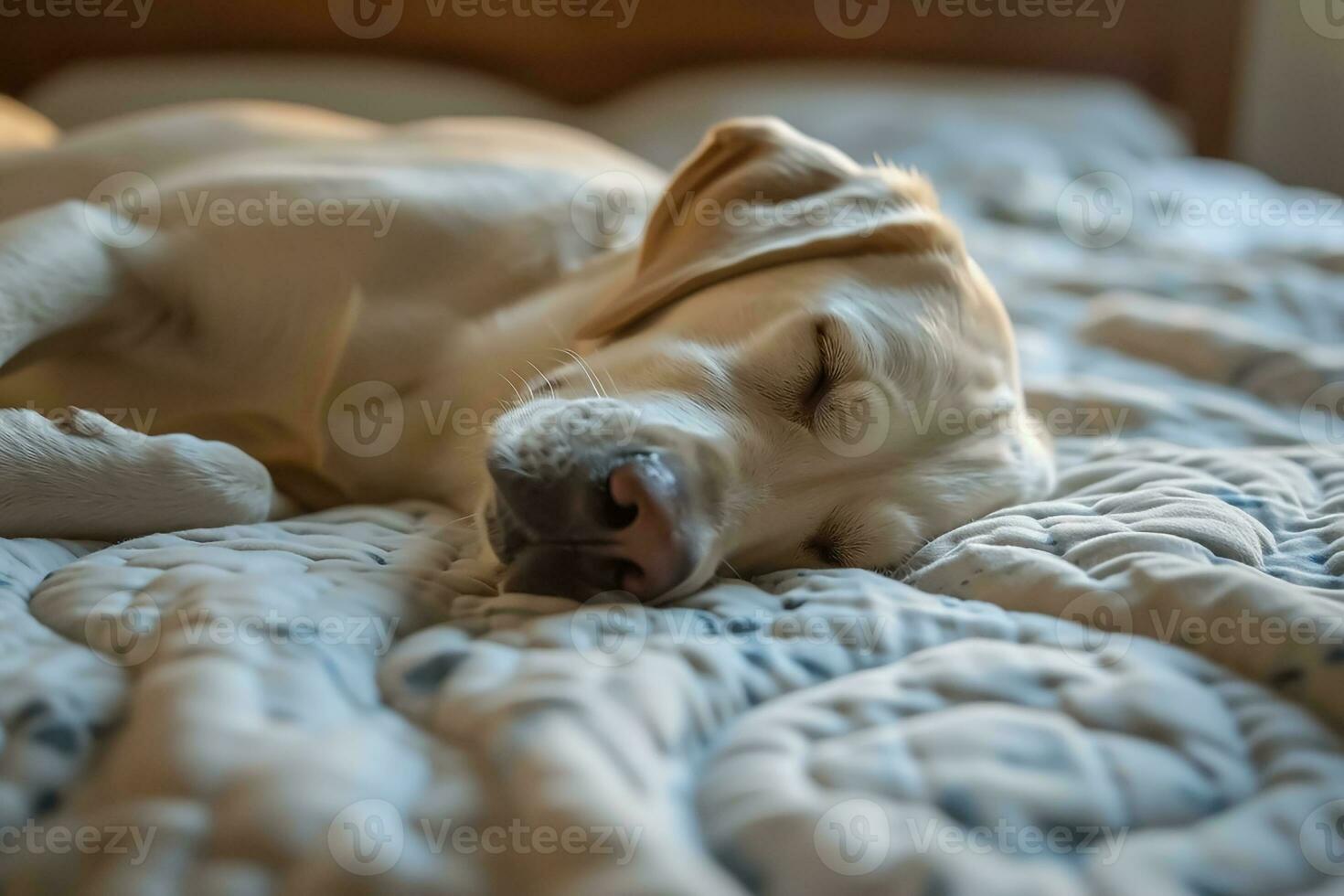 AI generated Labrador Retriever sleeping on the mattress photo