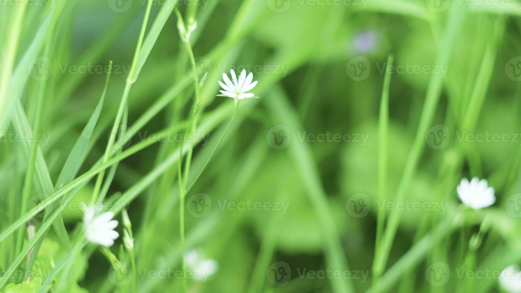 White wild flower in green grass. Concept. White flower sways in wind on summer day. White flower is moving in grass photo