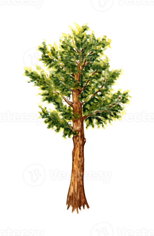 Aquarell Illustration von ein üppig Grün Zeder Baum. Wald Nadelbaum immergrün Baum Element isoliert. Hintergrund Element zum das Design von Gardens, Landschaften, Parks, Wälder png