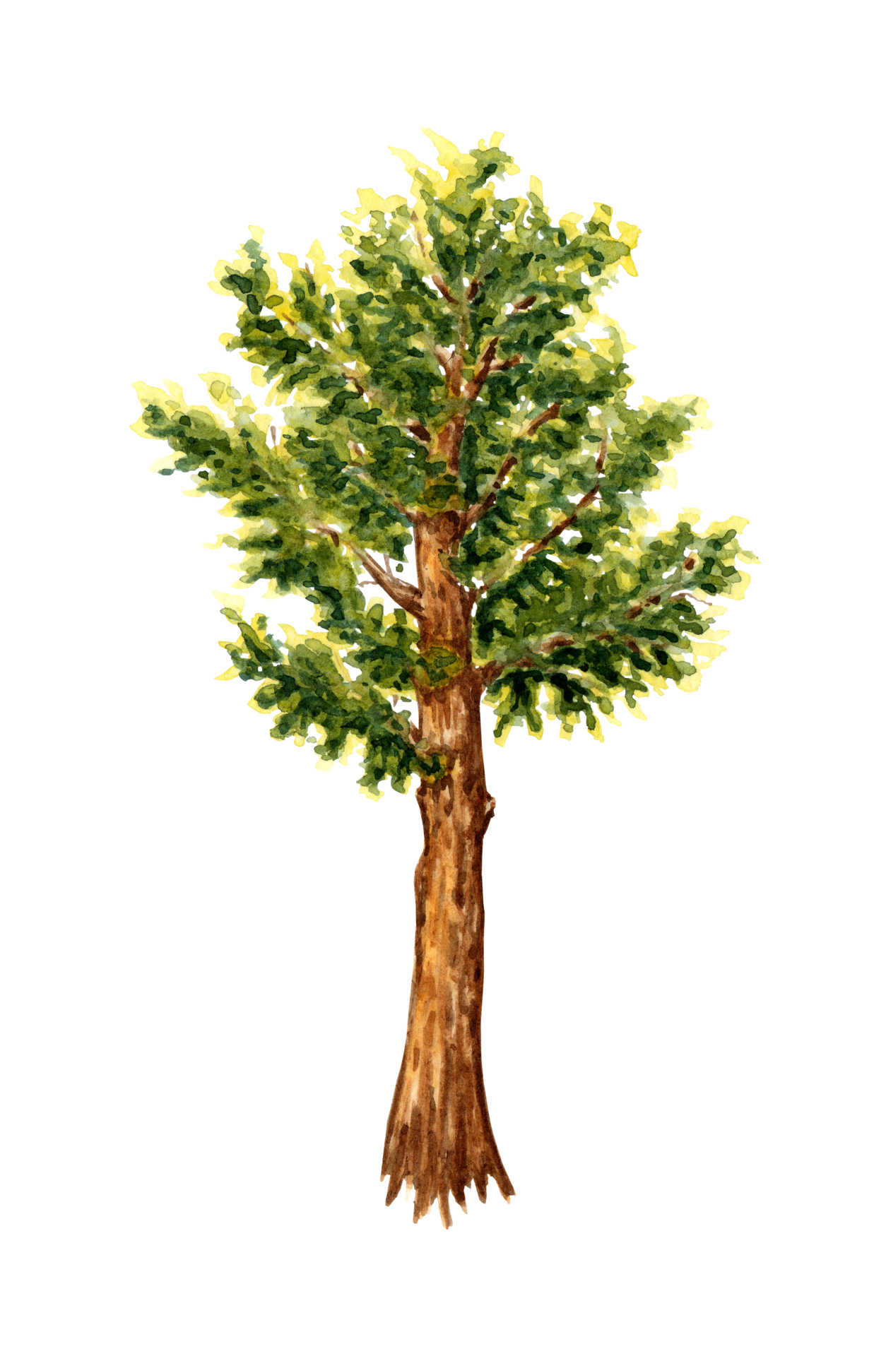 Watercolor illustration of a lush green cedar tree. Forest coniferous