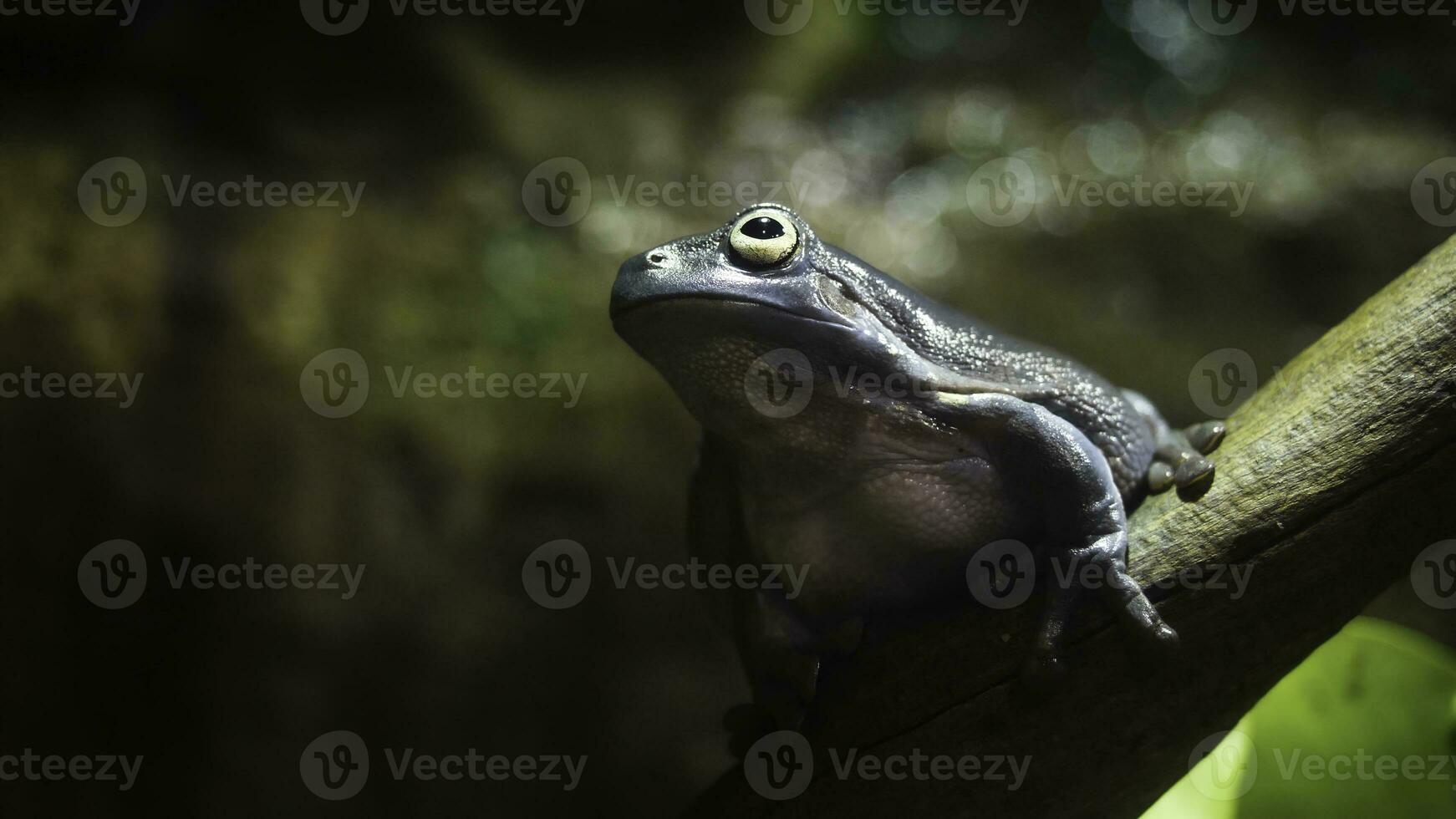 The Amazing Tree Frog Collection. Amazing green frog on branch in terrarium. Amazing frog camouflage in nature. Barking Tree Frog photo