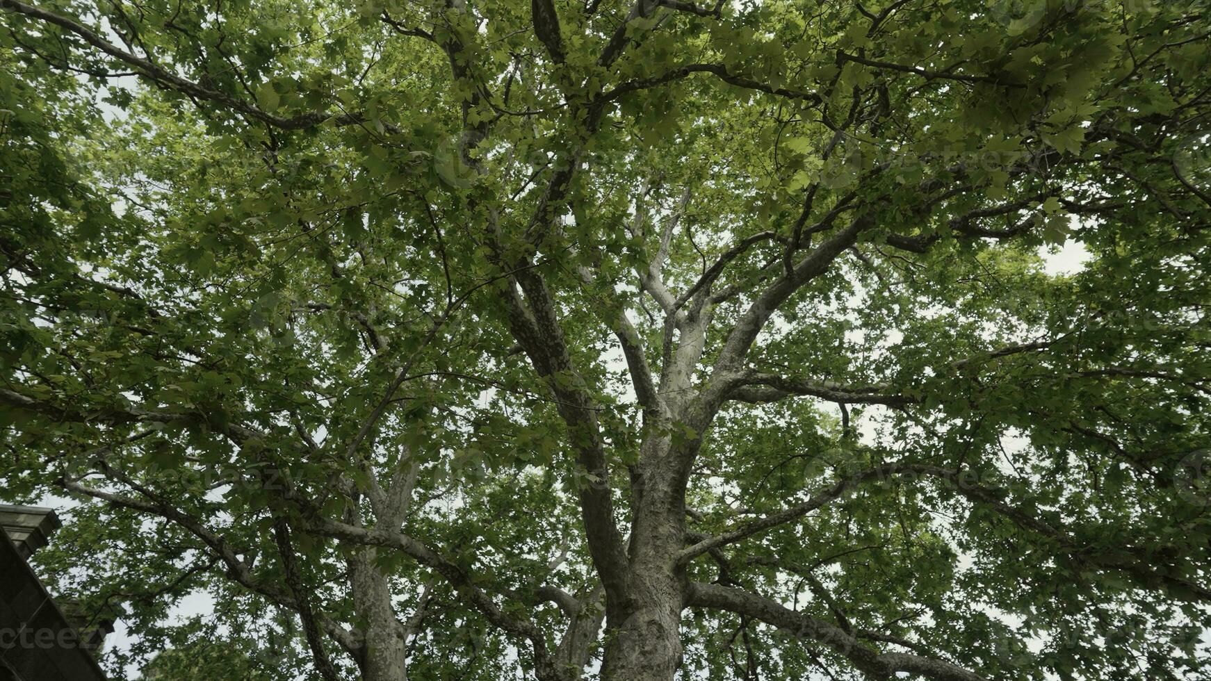 Walking under the summer tree. Action. Bottom view of the tree trunk and big branches with lush green leaves on cloudy sky background. photo