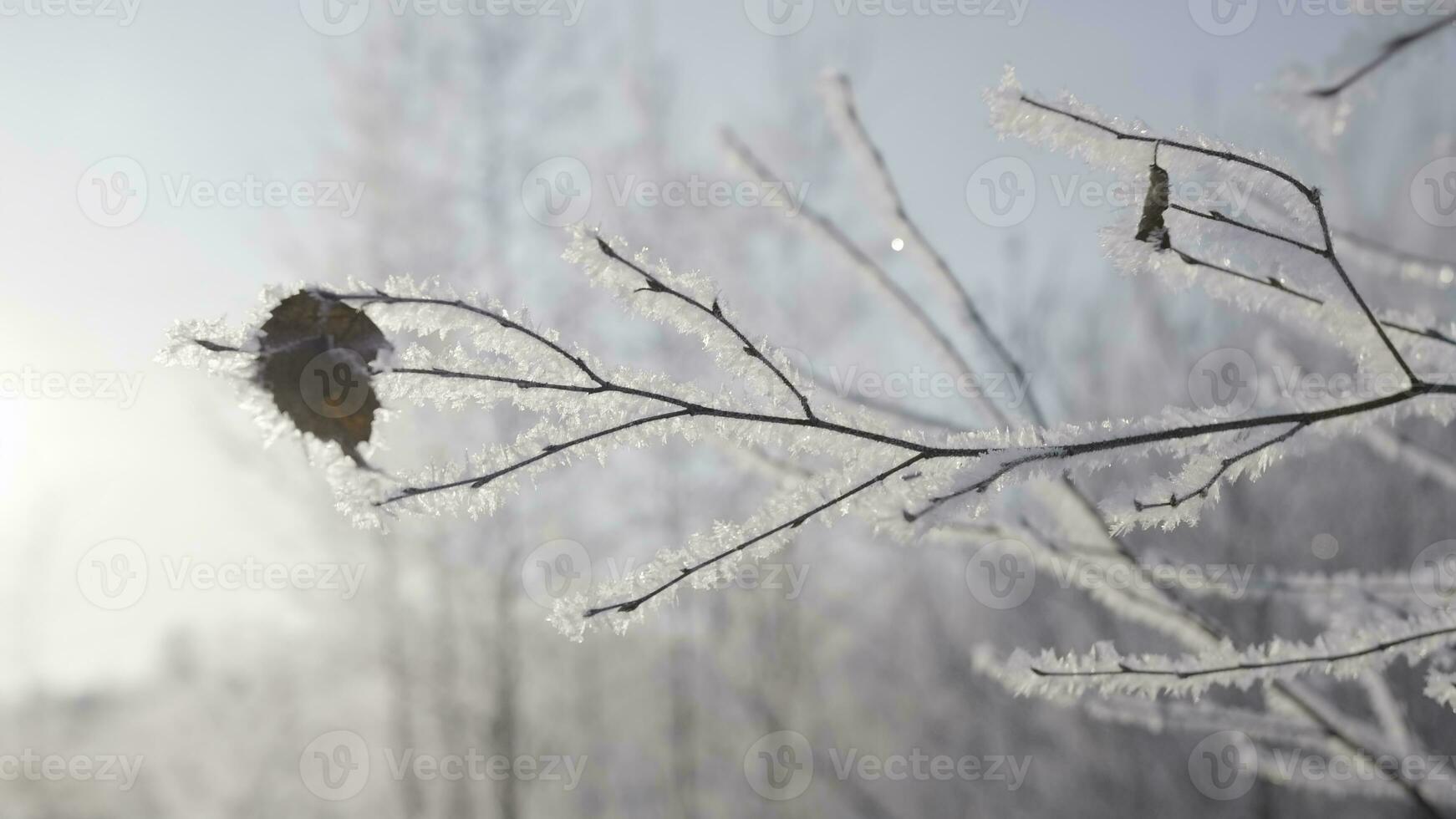 Snow-covered forest.Creative. Dry branches on which the snow lies beautifully and there are dried leaves on the background of white snow in the forest. photo