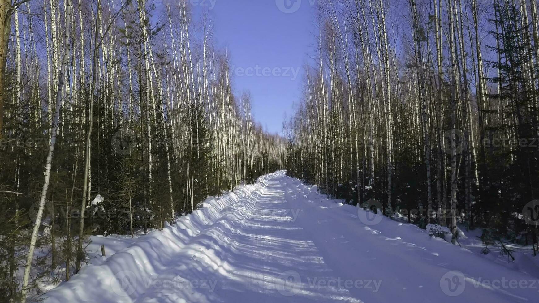 Winter landscape. Clip. A white snowy road with elegant green fir trees and bircheswith blue sky . Forest. photo