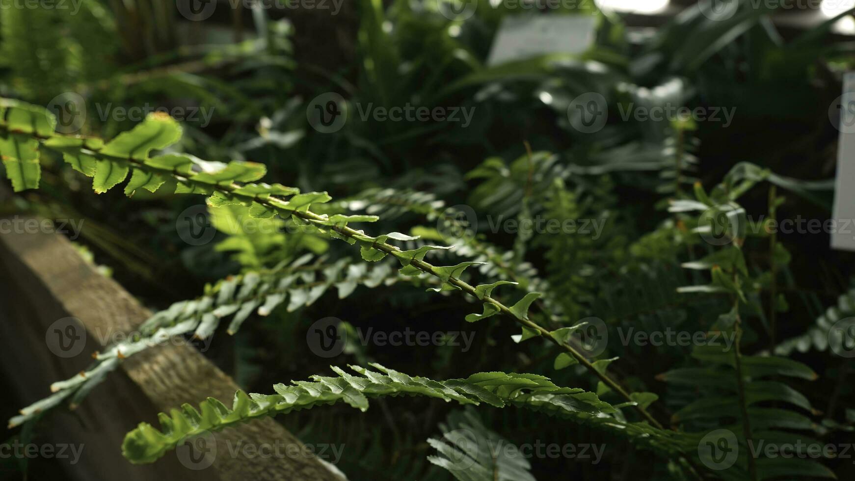 Close-up of green fern growing in greenhouse. Beautiful green fern leaves are illuminated by sun's rays making their way through greenhouse windows photo