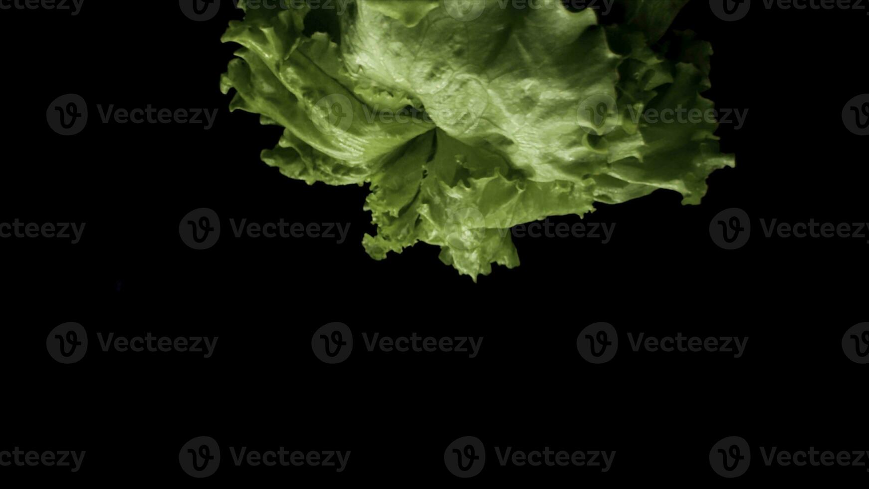 Close up of fresh green lettuce rotating isolated on black background, healthy food concept. Stock footage. Beautiful fresh green salad ready for food preparation. photo