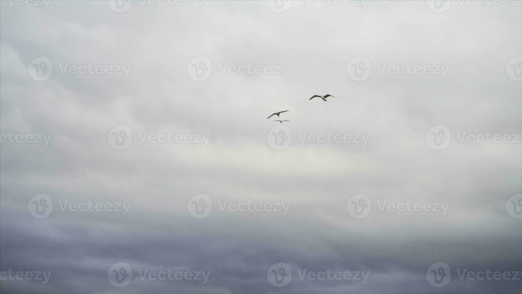 Flying gull birds in front of a blue grey sky with clouds. Stock. Beautiful seagulls soaring among heavy, grey clouds. photo