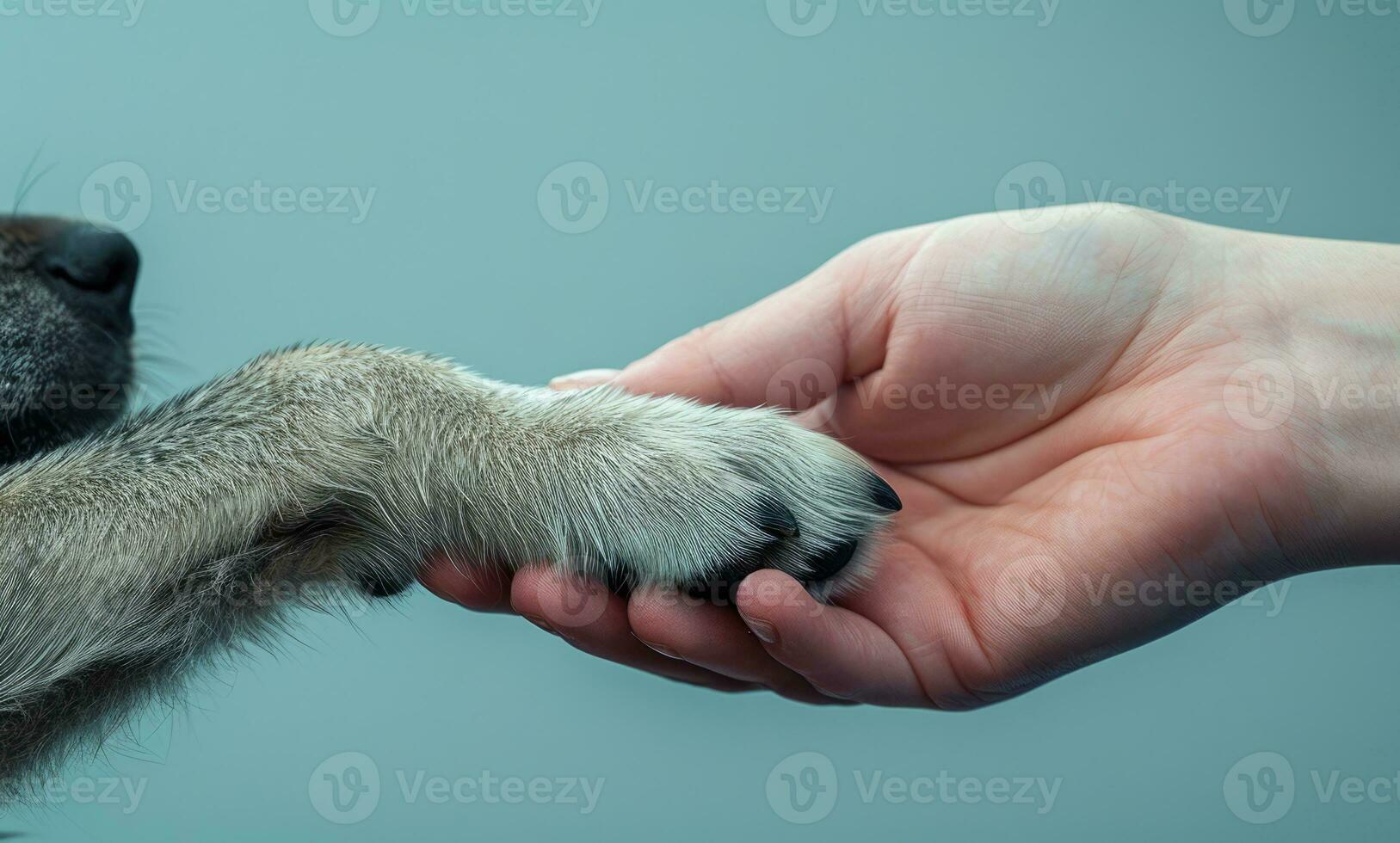 AI generated Generative AI, veterinarian hand is holding dog's claw. Dog's paw in human's hand. Domestic pet photo