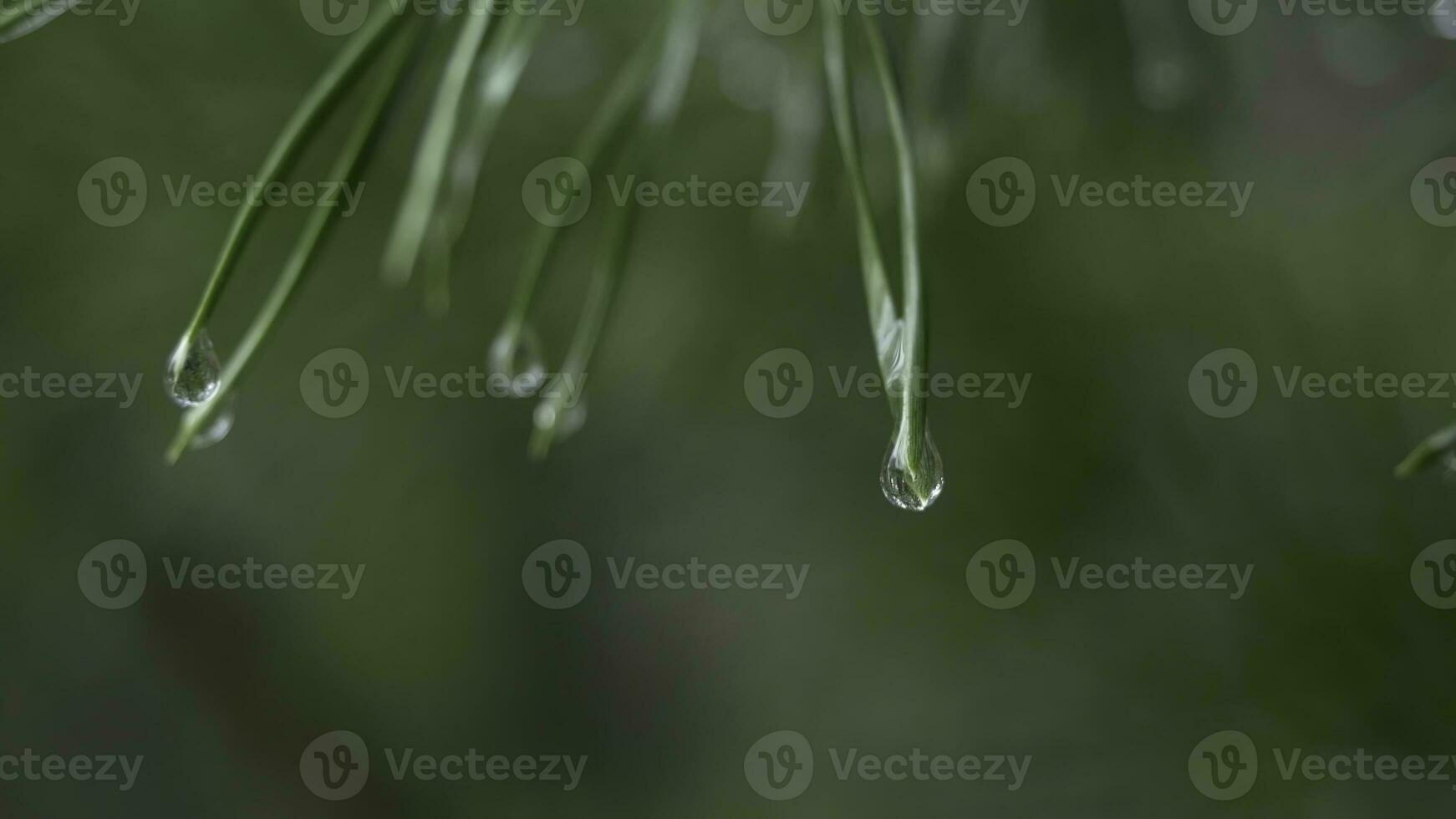 Close up of rain drops on green pine needles with fresh green copyspace. Abstract background from conifer evergreen pine tree branches with dew water drops. Rain drops on pine needles with sun rays photo