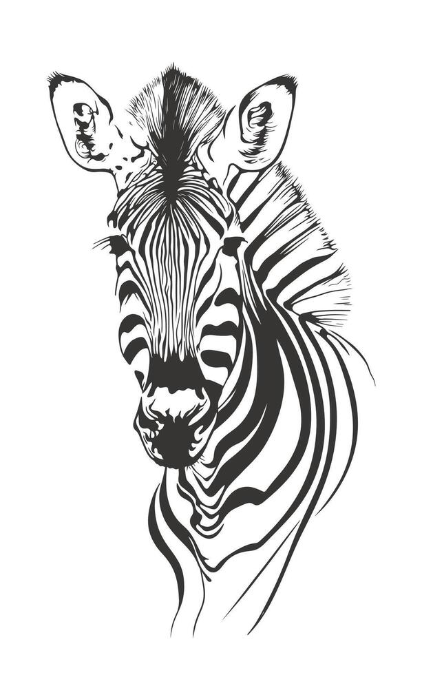 Zebra head isolated on white background. Hand drawn vector illustration.