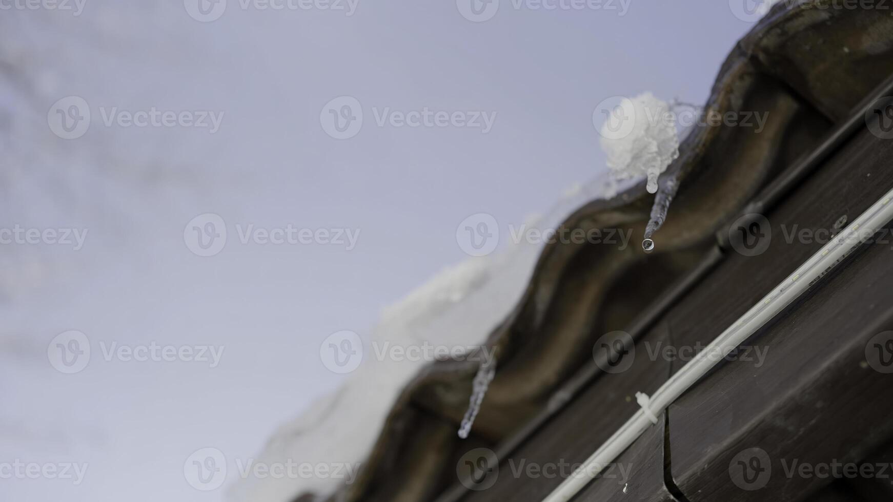 Icicles hang from a roof and melt with drops of water falling down. Action. Concept of coming spring. photo