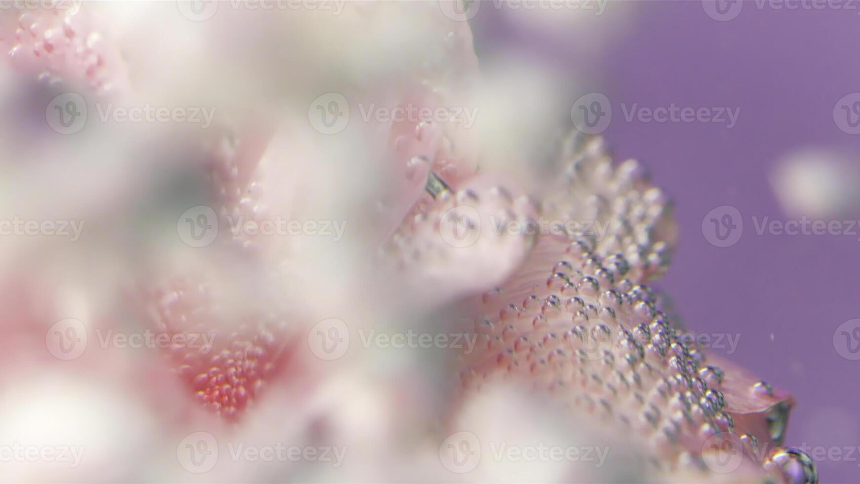 A delicate pink flower under water with bubbles. Stock footage.Bright bubbling bubbles with a flower placed in water with huge delicate petals. photo