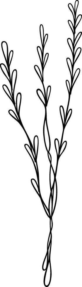 Lavender Flower Line Art vector