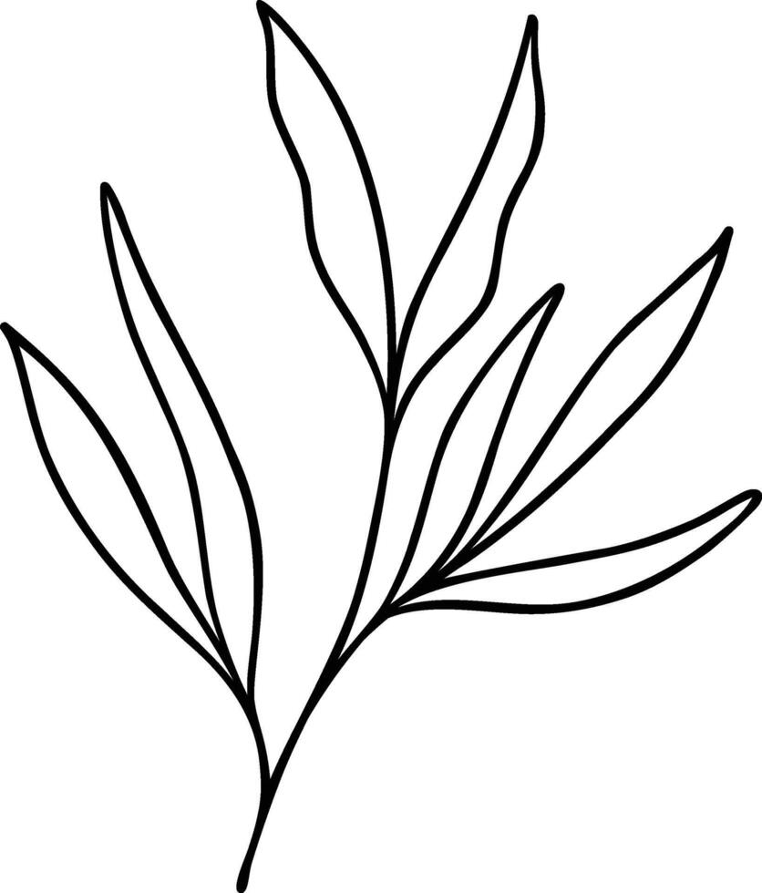 Leaf Line Art Branch vector