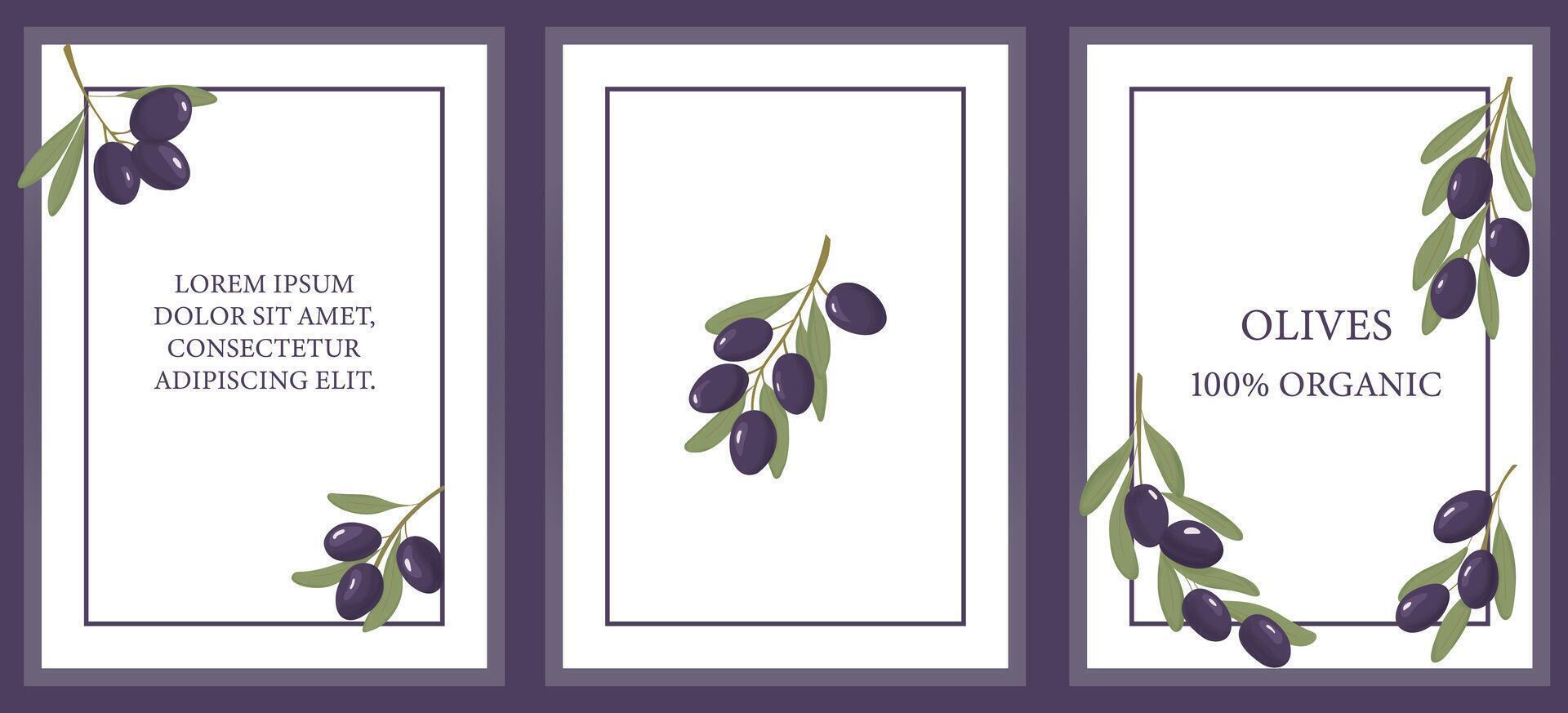 Purple olives template set. Fruit labels set. 3 labels of purple olives kalamata, with place of text. For product packaging. Vector illustration.