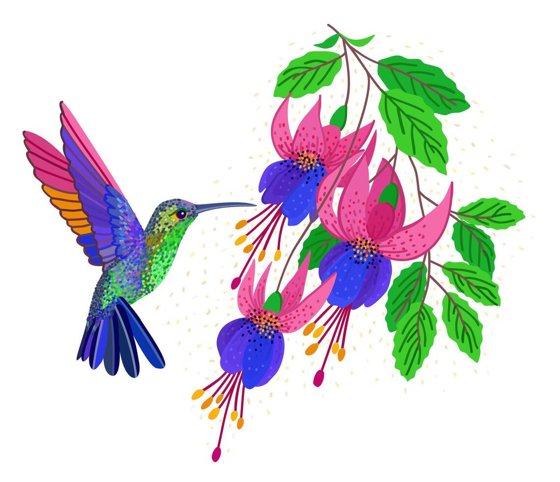 Hummingbird flying near fuchsia flowers. Bright floral isolated illustration vector