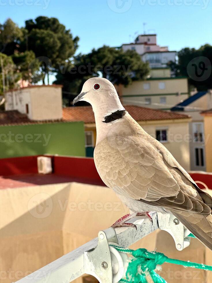 Turtledove bird portrait closeup. Turtledove, Collared-Dove , Streptopelia decaocto, pigeon. photo