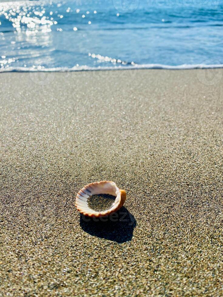Close up of a shell with the sand inside laying on the golden beach. Summertime. photo
