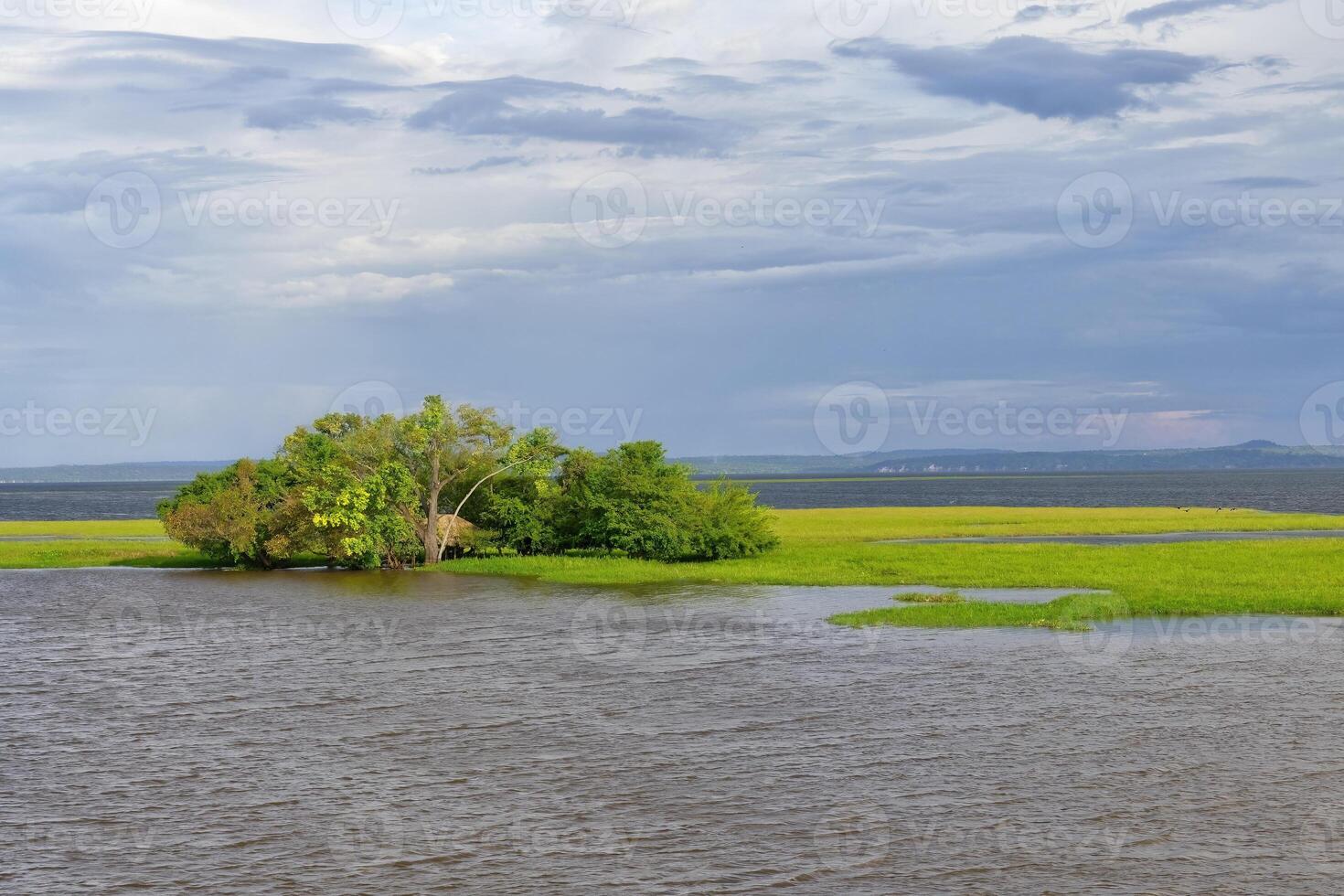 Flooded forest, Para State, Brazil photo