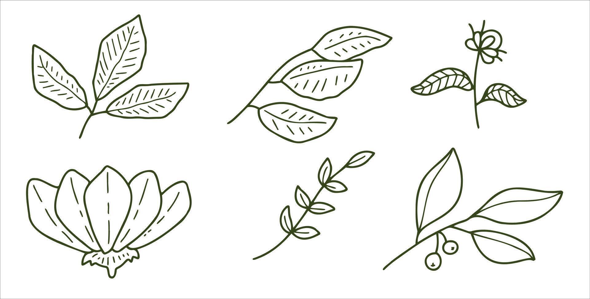 Branch with green leaves. Plant design. Decoration of wood and nature. Flat simple illustration, Line art vector