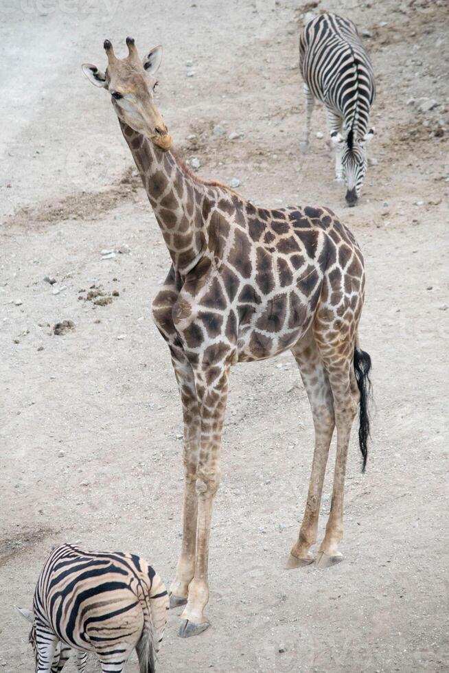 a giraffe standing alongside zebra at a Spanish zoo. photo