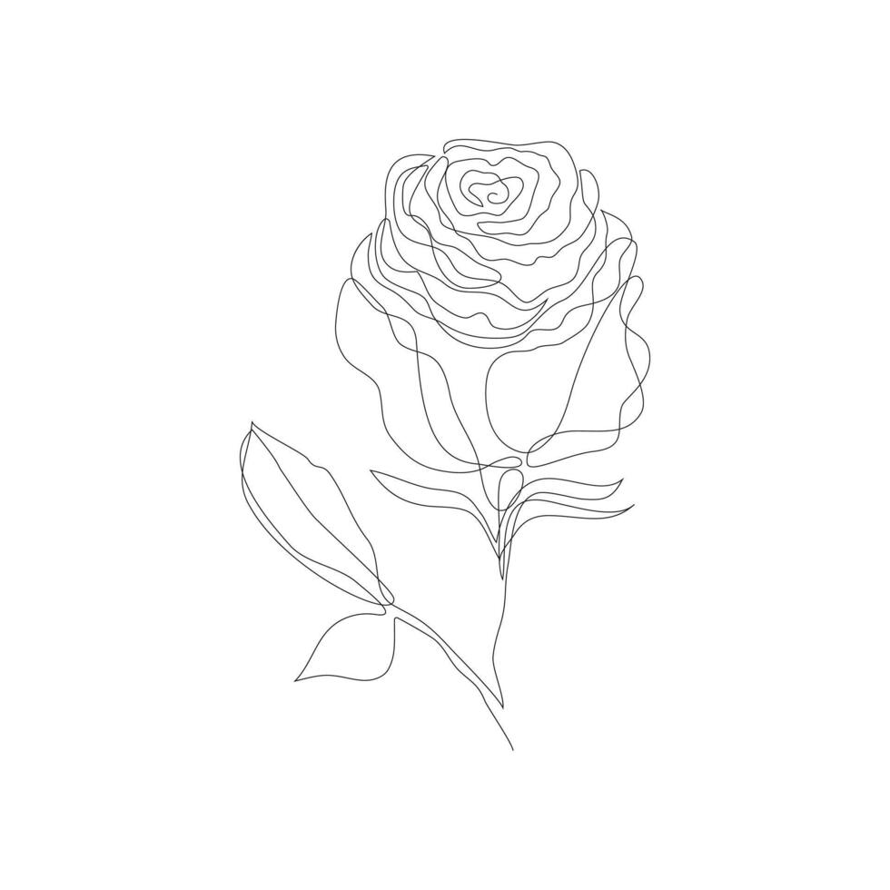 Vector illustration of a beautiful rose flower. Minimalist contour drawing.  Line art drawing.