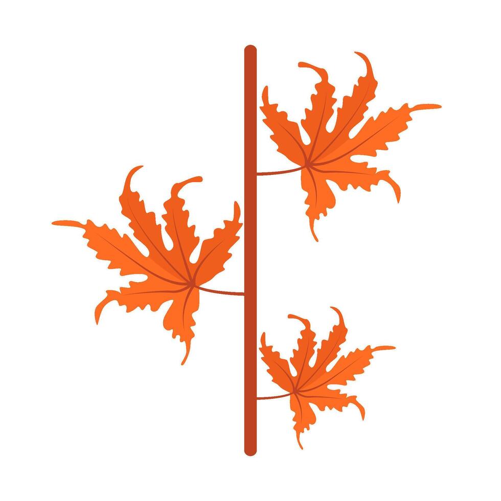 maple leaf autumn illustration vector