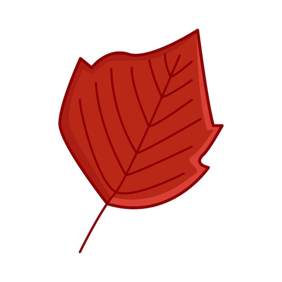 maple leaf autumn illustration vector