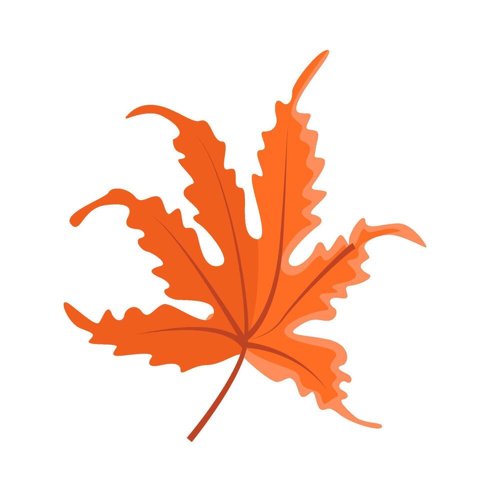 maple leaf autumn illustration vector