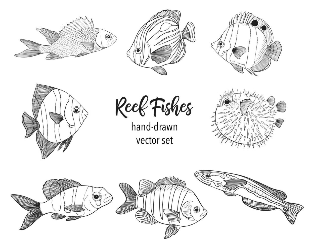 Reef Fishes Sketch Vector Illustration. Hand Drawn Underwater Animals Set. Realistic Nature Elements for Fishing Store, Seafood Design. Vector illustration