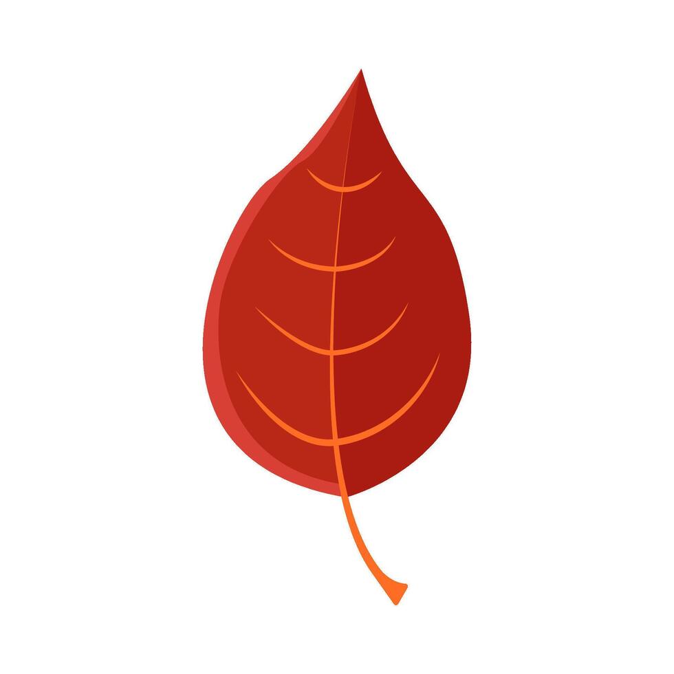 maple leaf autumn illustration vector