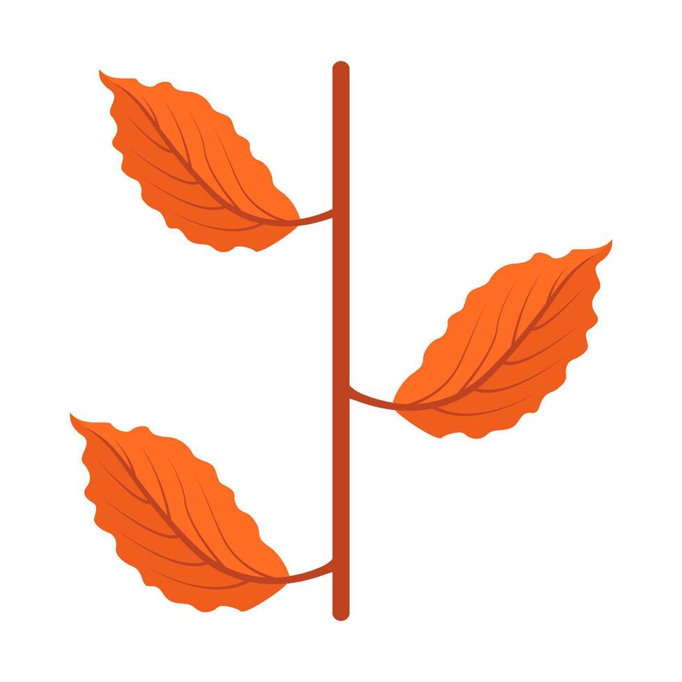 maple leaf autumn illustration vector