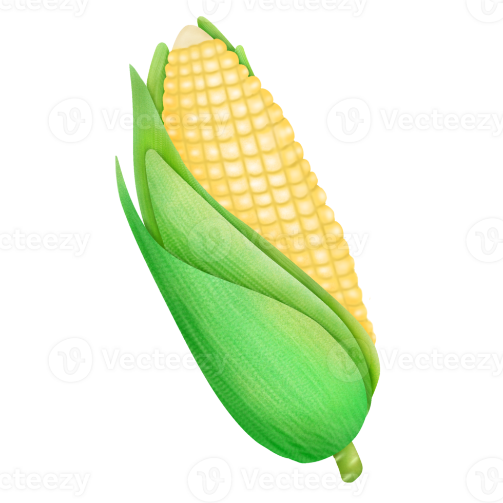 Corn On The Cob 37131980 PNG corn-on-the-cob-37131980-png
