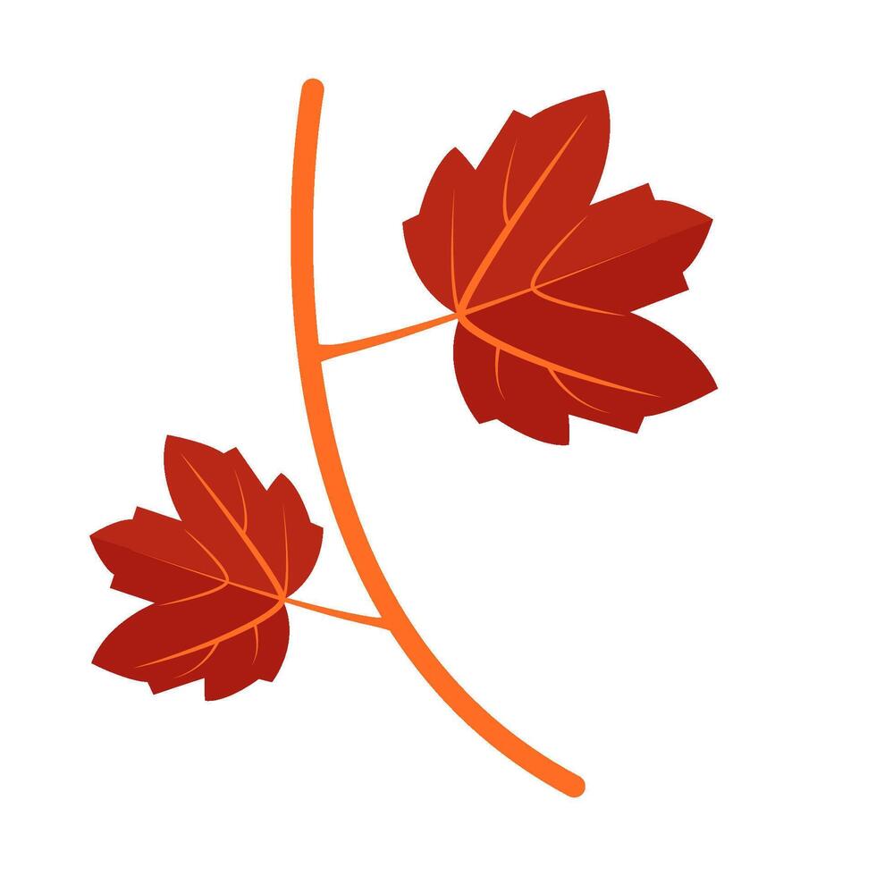 maple leaf autumn illustration vector