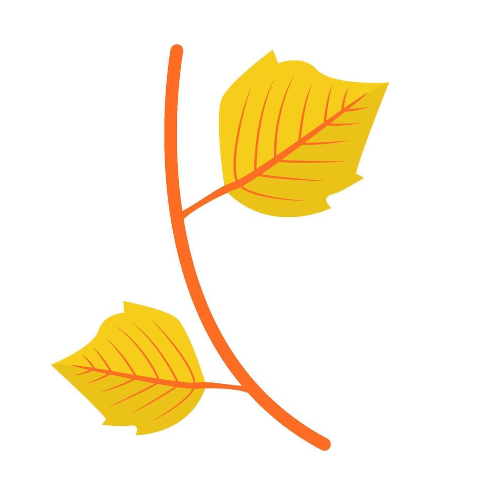 maple leaf autumn illustration vector