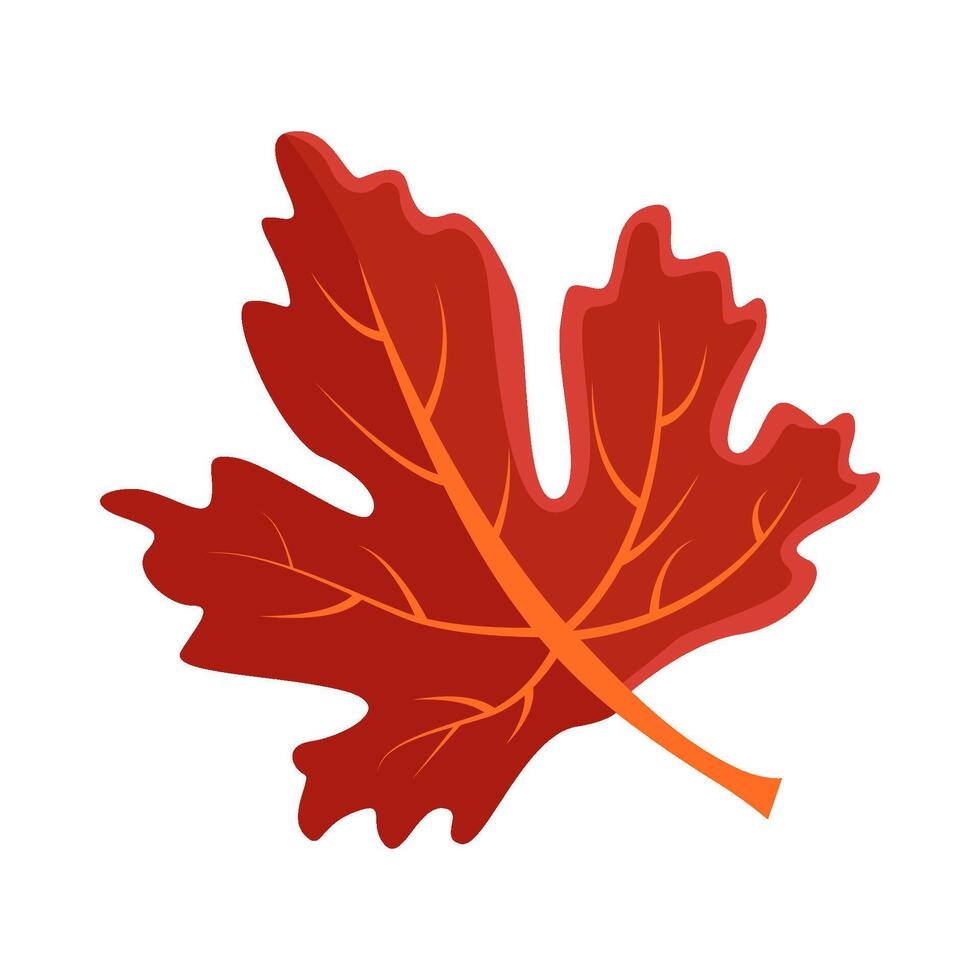 maple leaf autumn illustration vector