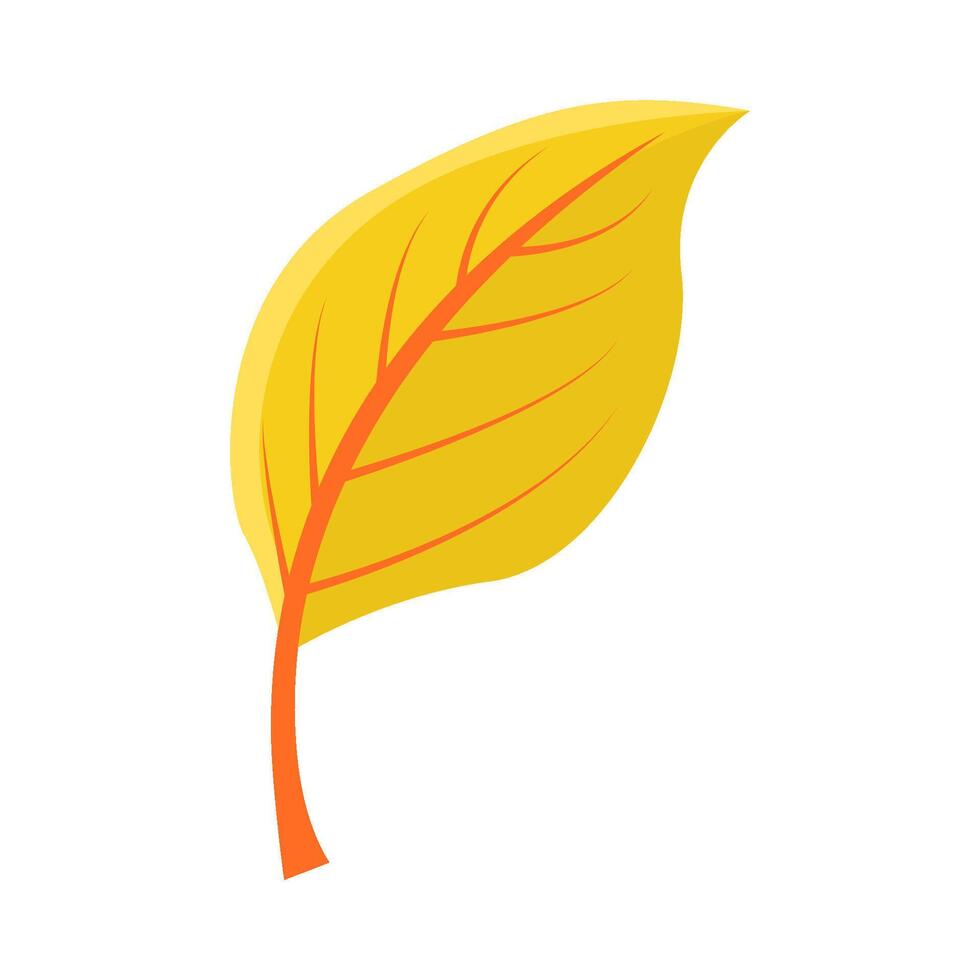 maple leaf autumn illustration vector