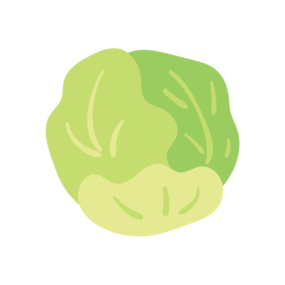 Vector cauliflower vector vegetables for healthy cooking