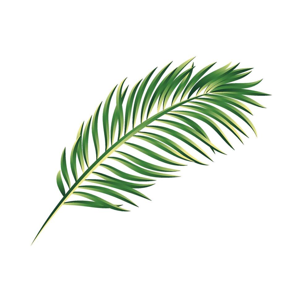 Vector palm branch illustration isolated on white
