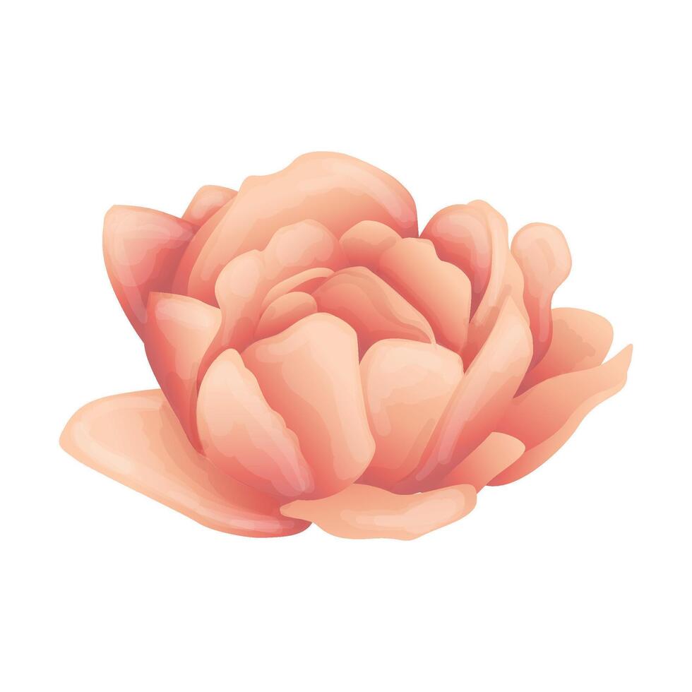 Vector floral element on white background