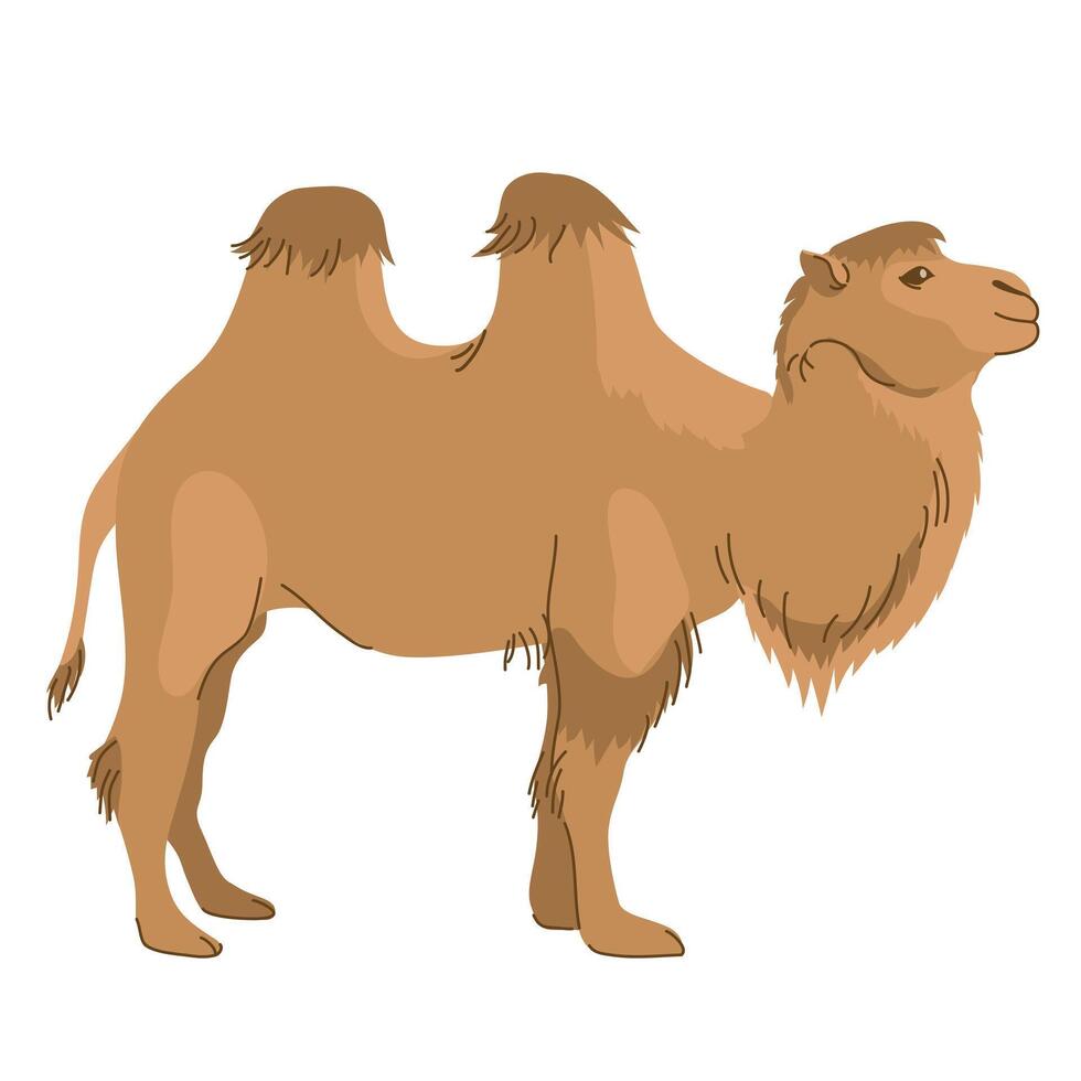 Mongolian camel - Bactrian. A pet common in Asia. Two-humped camel. Vector illustration. The mammal is used for travel, transport and tourism.