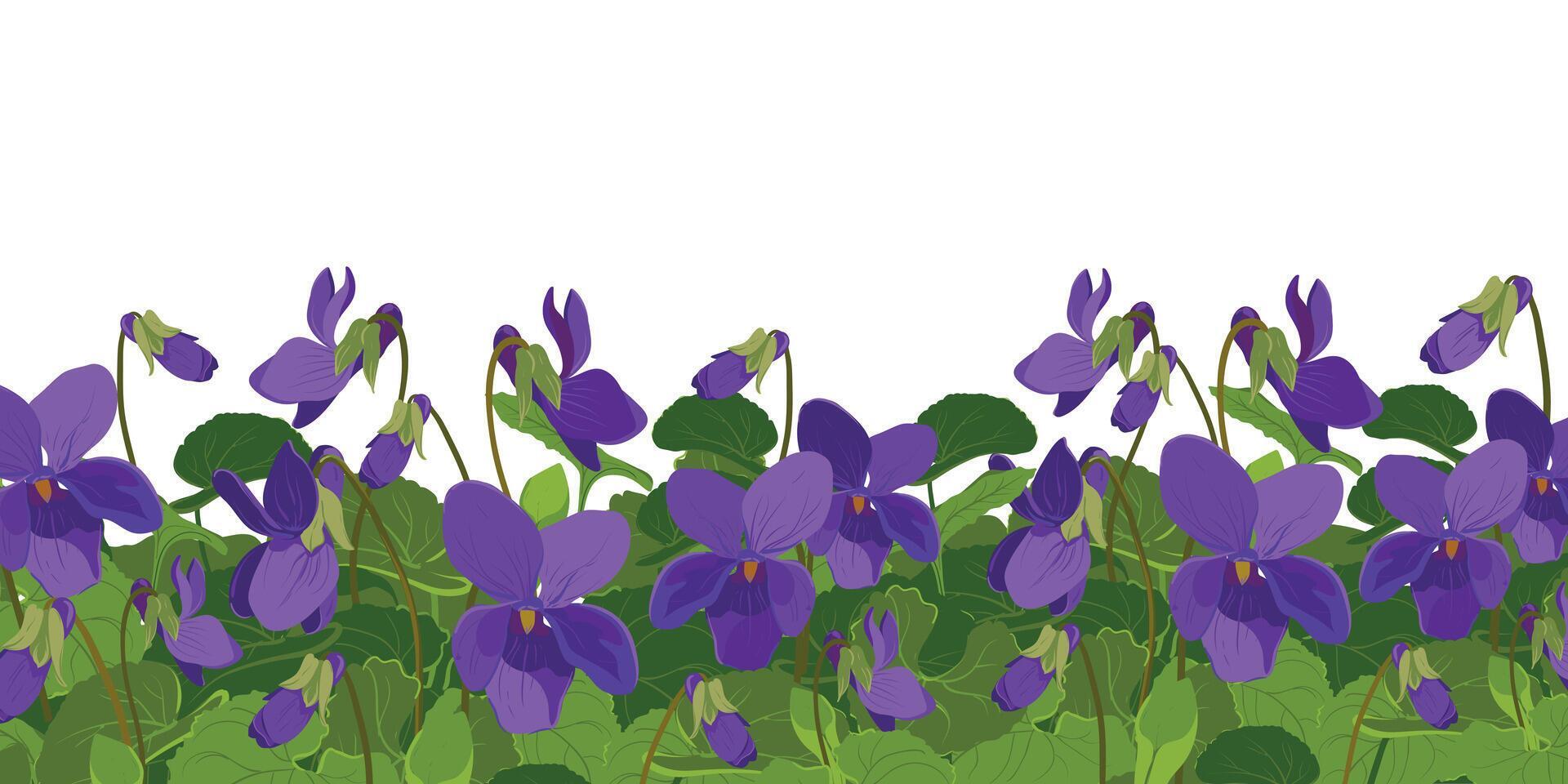 Viola is fragrant Vector illustration The plant leaves and flowers Viola is fragrant Vector illustration The plant leaves and flowers
