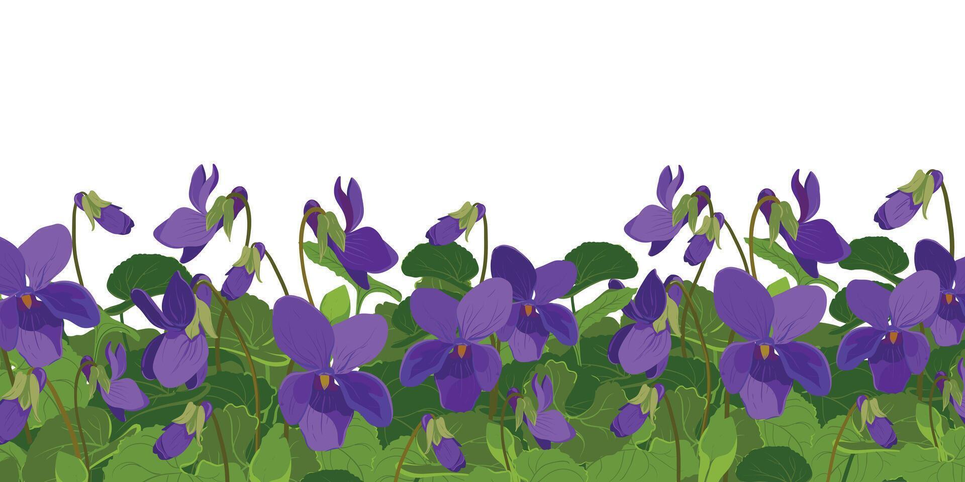 Viola is fragrant. Vector illustration. The plant, leaves and flowers are purple. Flowerbed with Viola Odorata flowers in bloom. Cosmetic, perfume and medicinal plants. Vector hand drawn illustration.