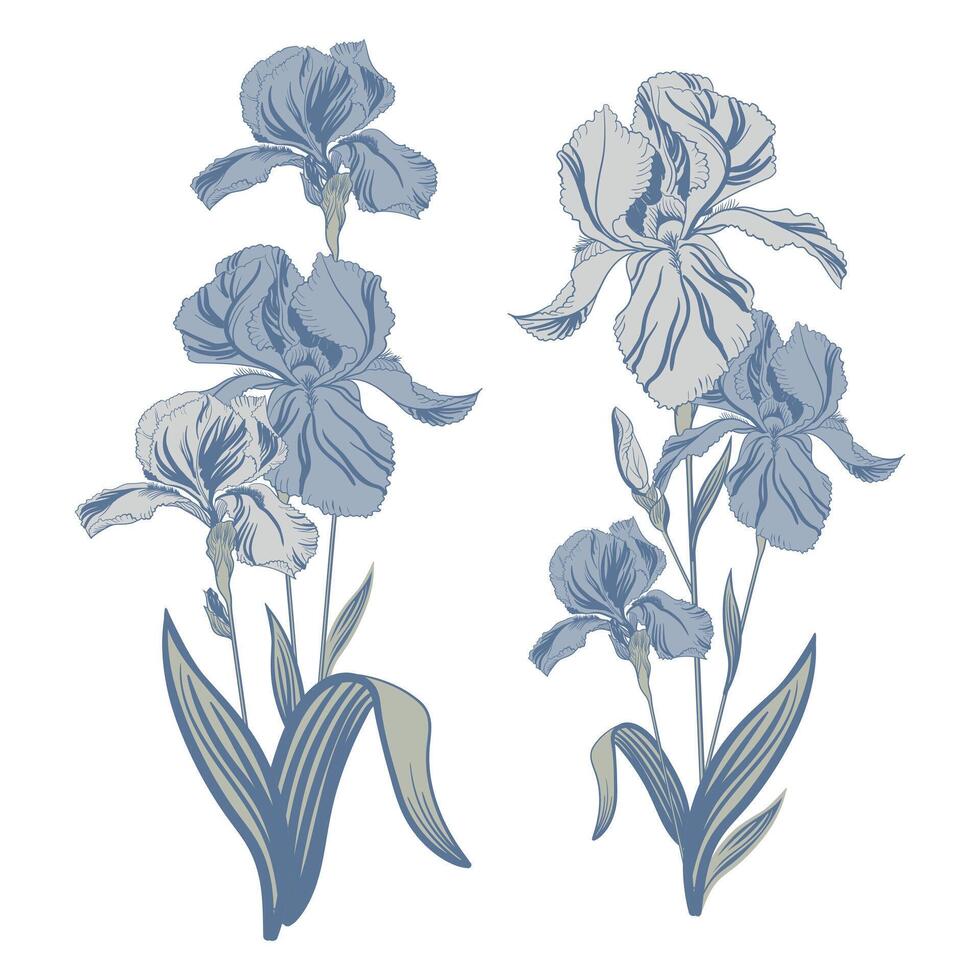 Vector illustration of an iris flower