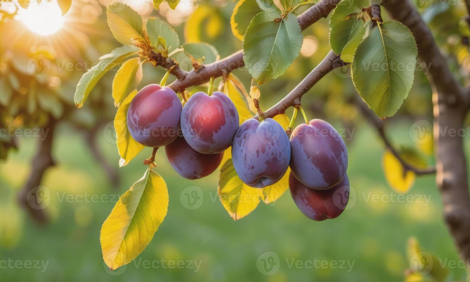 AI generated Ripe plums on a tree branch in the garden at sunset photo