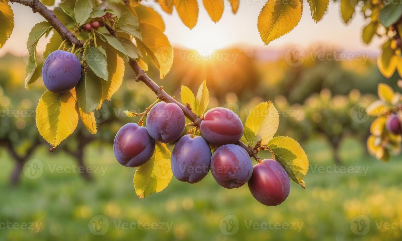 ai generado maduro ciruelas en un árbol rama en el jardín a puesta de sol foto