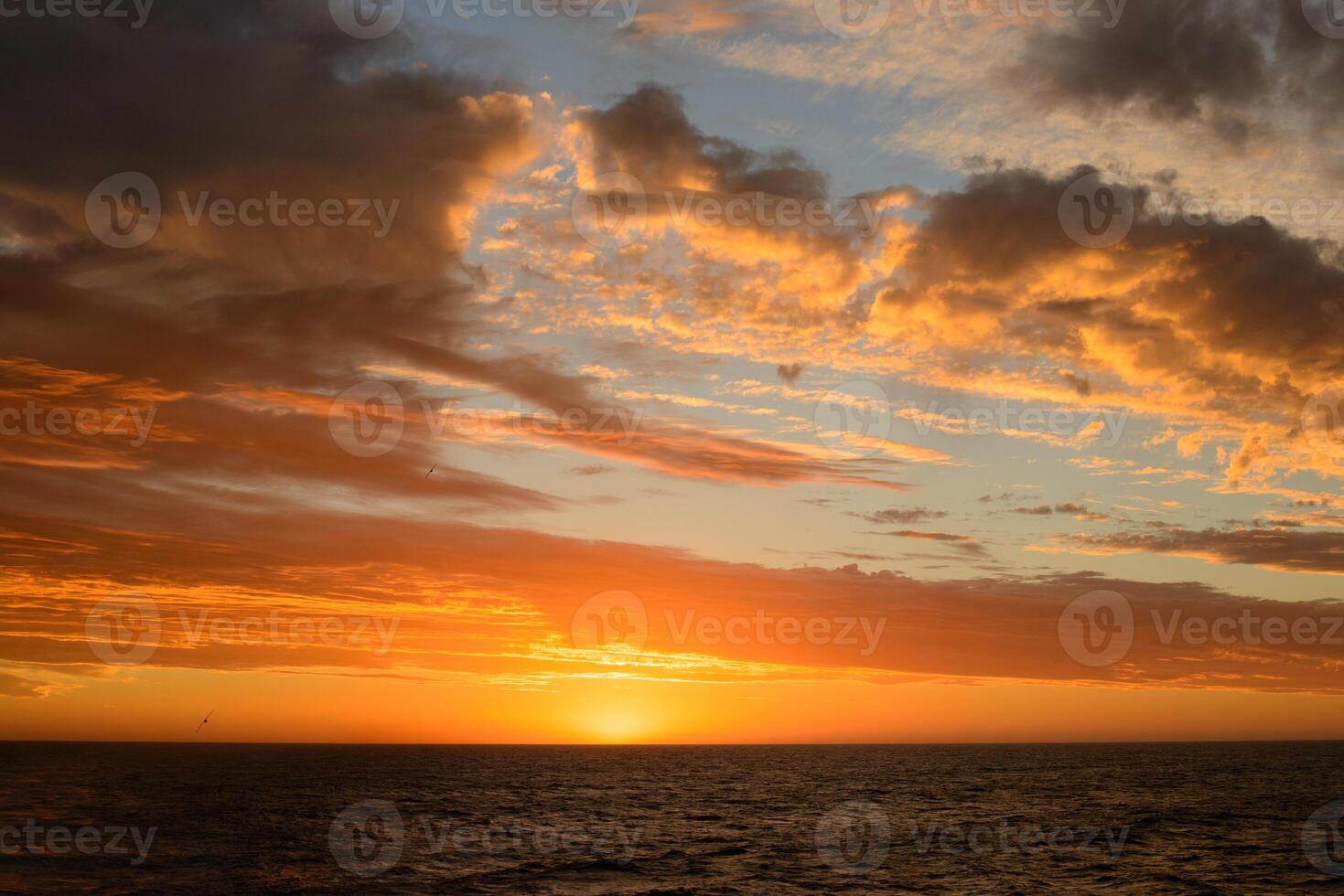 Twilight Flight - Sea Birds at Sunset photo