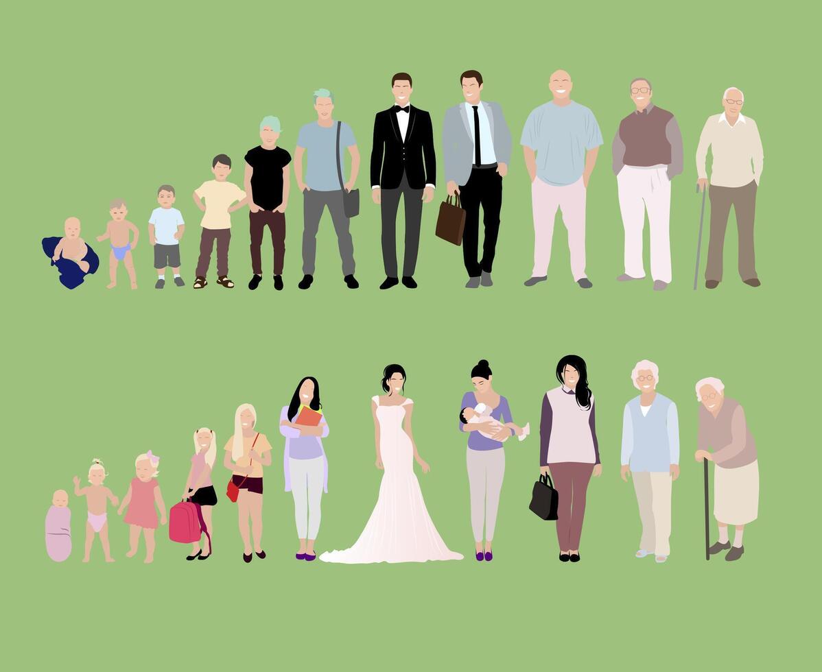 masculino y hembra creciente arriba. creciente y desarrollo generación, mayor años y joven, humano evolución hombre y mujer. vector ilustración. recién nacido y adolescente, proceso envejecimiento
