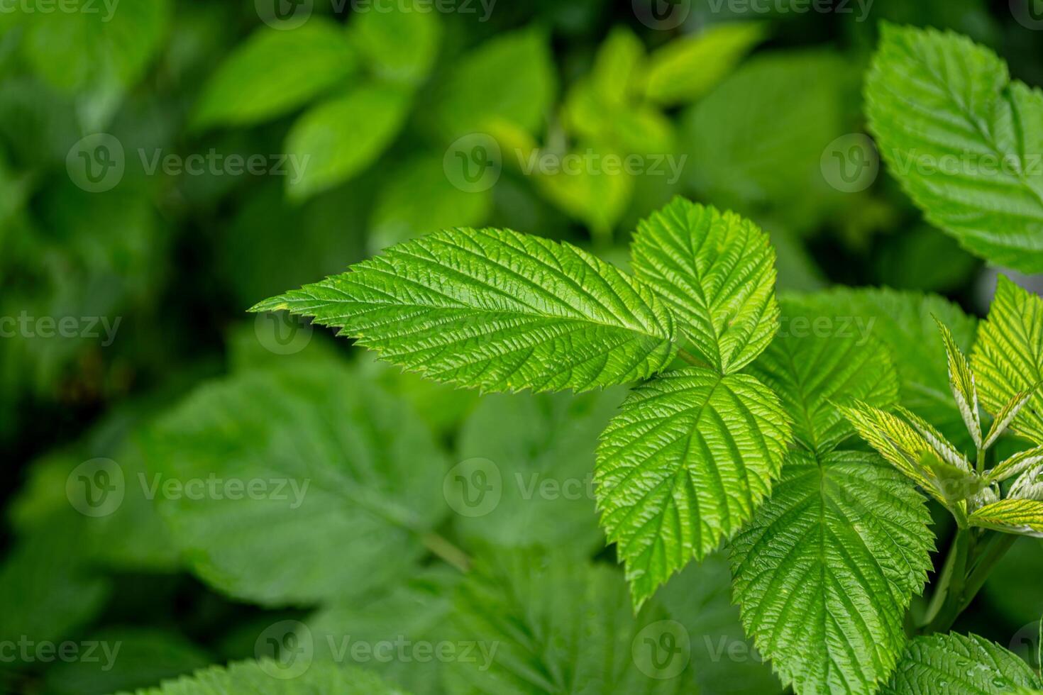 verde joven frambuesa hojas de cerca en primavera en un arbusto. foto