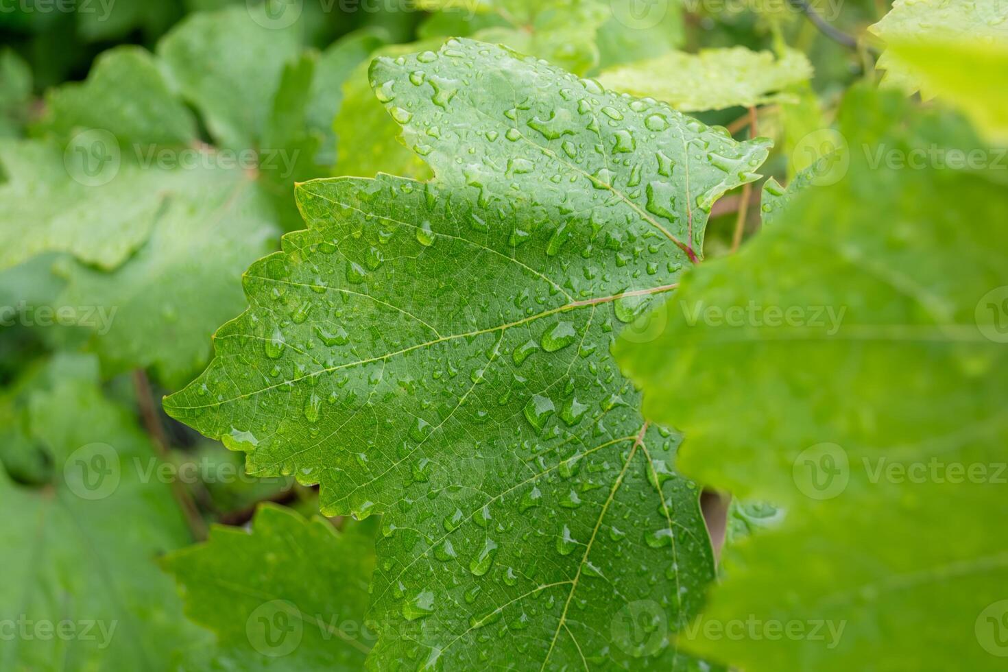 Green grape leaves with water drops after rain, close-up. Natural background. Gardening photo